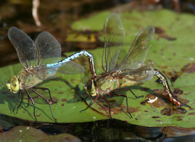 Green Darner